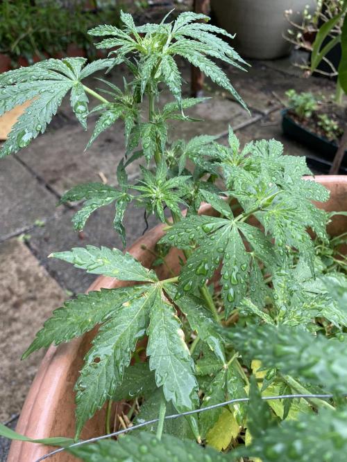 Hindu Kush Auto outdoor. Week 5