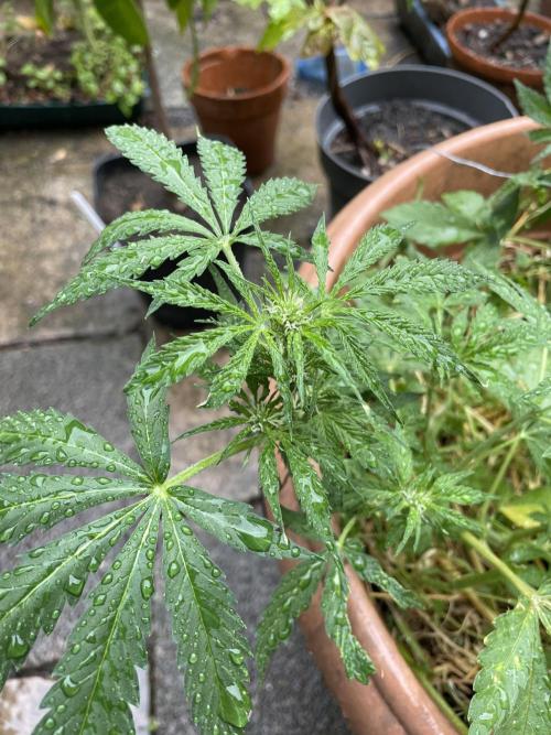 Hindu Kush Auto outdoor. Week 5