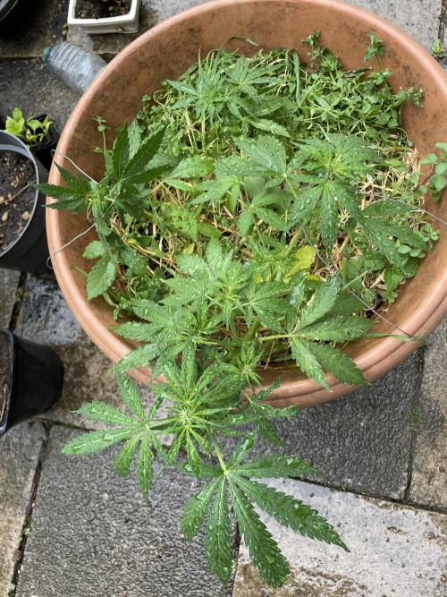 Hindu Kush Auto outdoor. Week 5