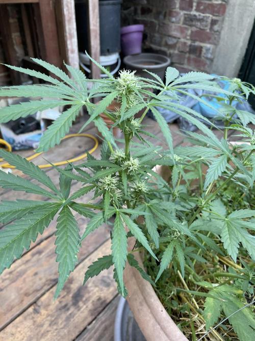 Hindu Kush Auto outdoor. Week 6