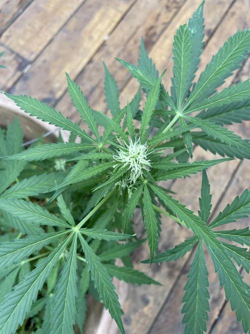 Hindu Kush Auto outdoor. Week 6