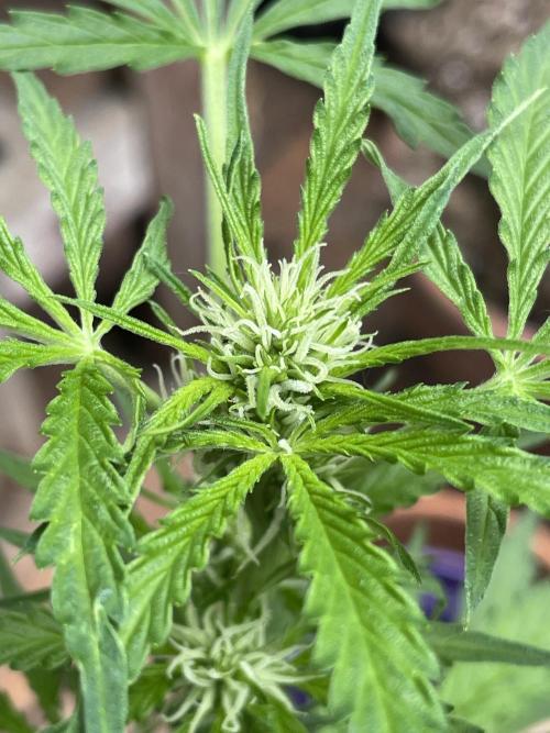 Hindu Kush Auto outdoor. Week 6