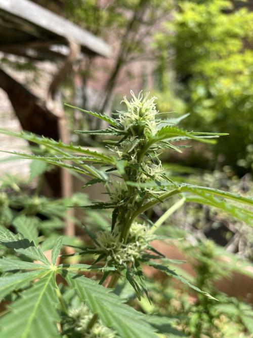 Hindu Kush Auto outdoor. Week 7