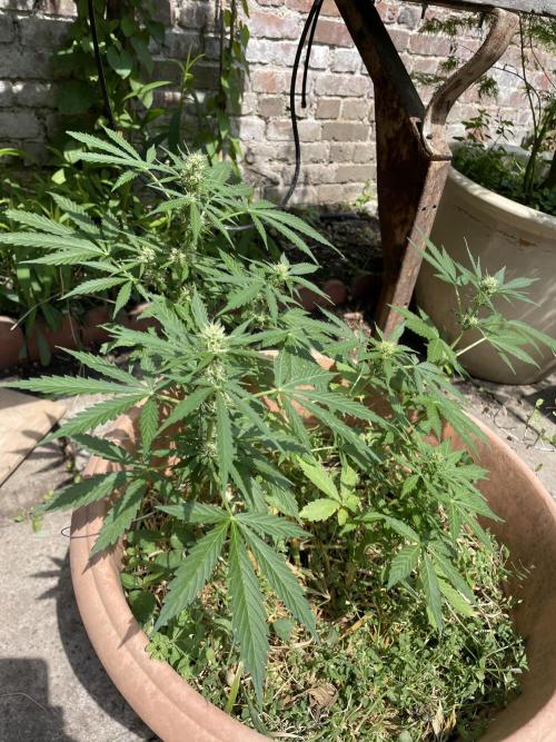 Hindu Kush Auto outdoor. Week 7