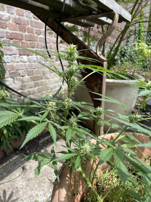 Hindu Kush Auto outdoor. Week 7