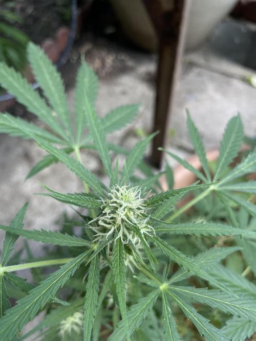 Hindu Kush Auto outdoor. Week 7