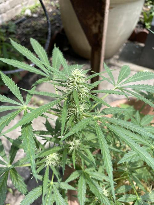 Hindu Kush Auto outdoor. Week 7