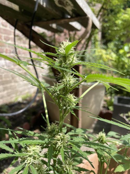 Hindu Kush Auto outdoor. Week 7