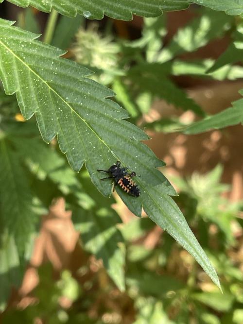 Hindu Kush Auto outdoor. Week 8