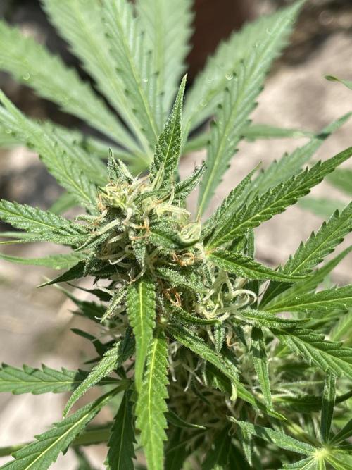 Hindu Kush Auto outdoor. Week 8