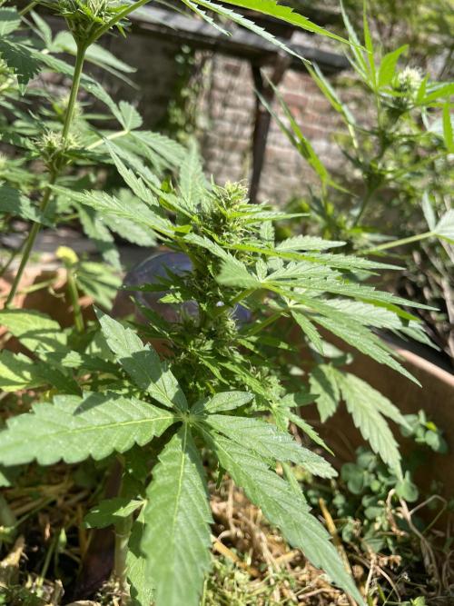 Hindu Kush Auto outdoor. Week 8