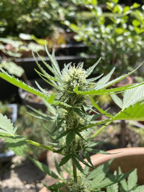 Hindu Kush Auto outdoor. Week 8