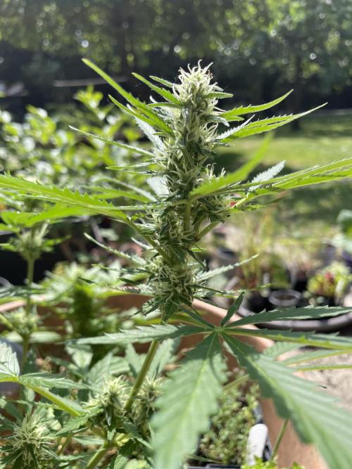 Hindu Kush Auto outdoor. Week 8