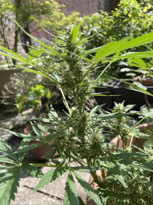 Hindu Kush Auto outdoor. Week 8
