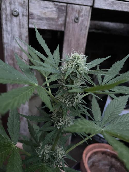 Hindu Kush Auto outdoor. Week 9