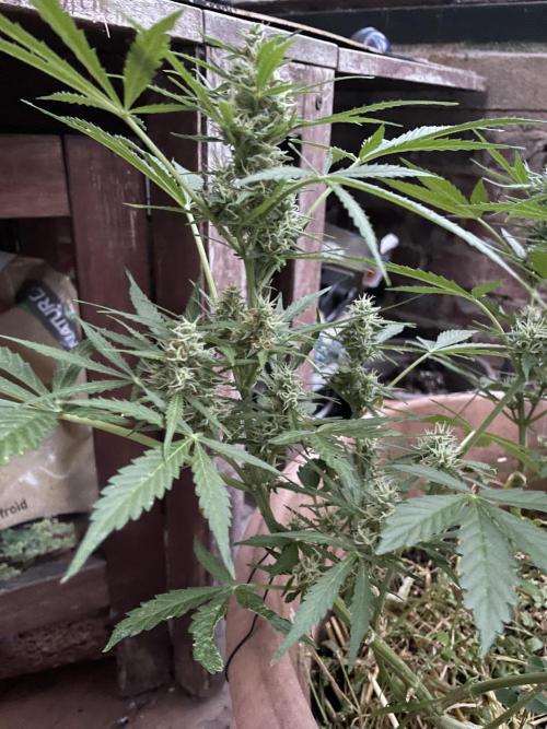 Hindu Kush Auto outdoor. Week 9