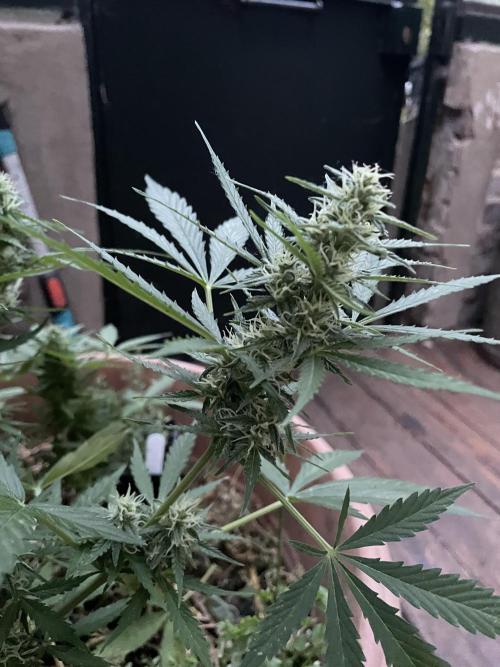 Hindu Kush Auto outdoor. Week 9