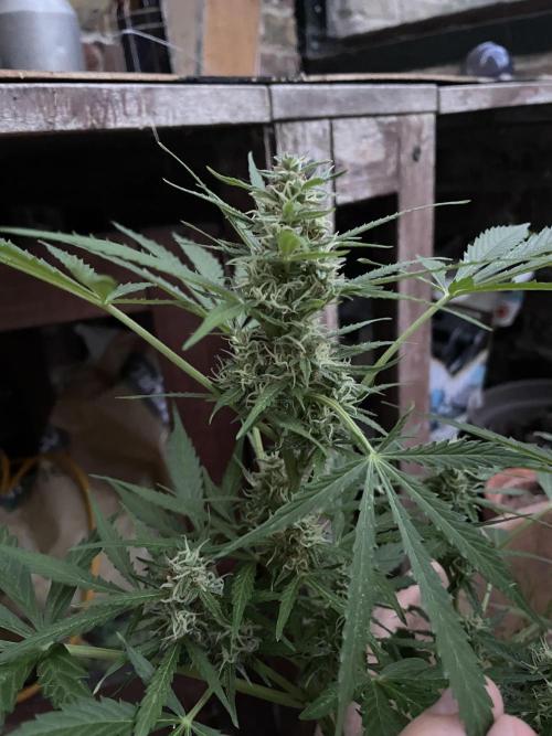 Hindu Kush Auto outdoor. Week 9