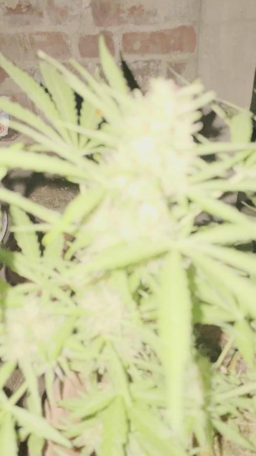 Hindu Kush Auto outdoor