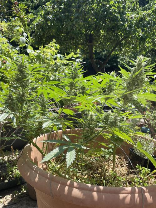 Hindu Kush Auto outdoor. Week 10