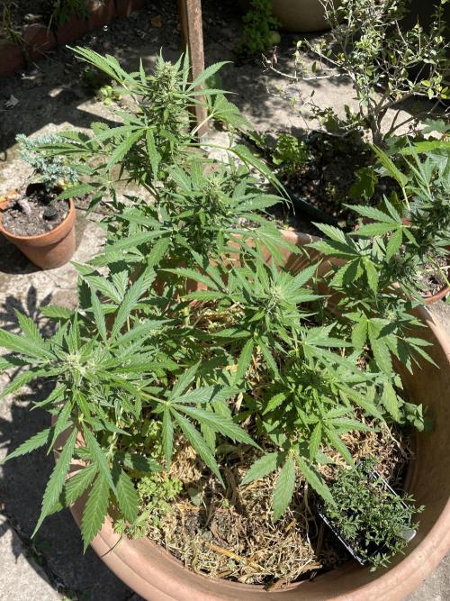 Hindu Kush Auto outdoor. Week 10