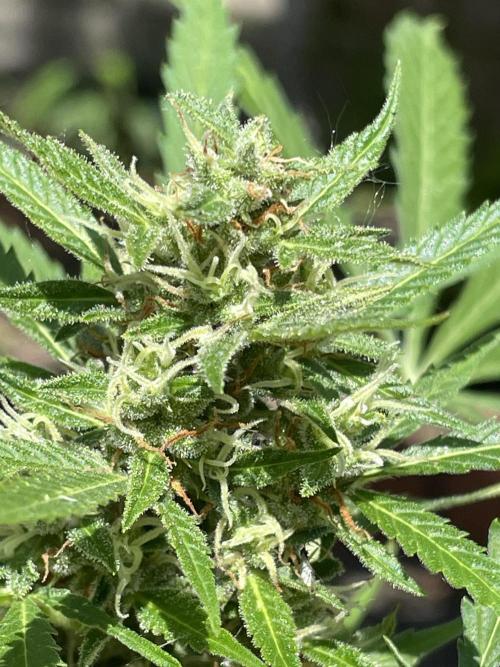 Hindu Kush Auto outdoor. Week 10