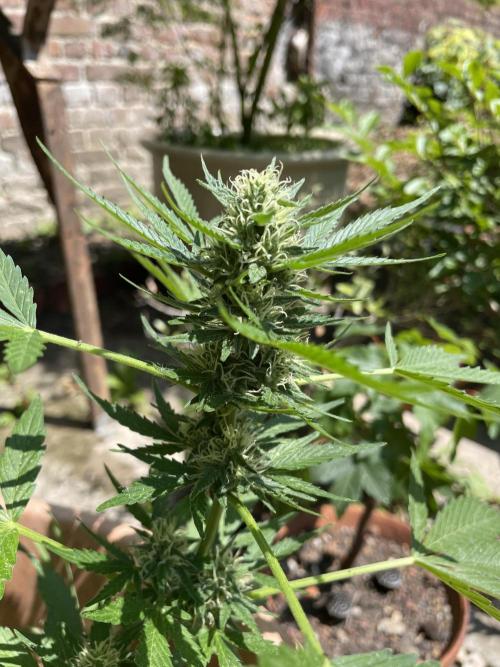 Hindu Kush Auto outdoor. Week 10