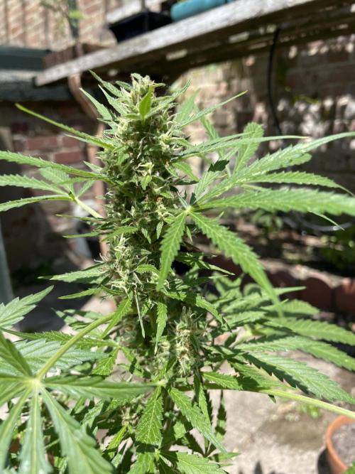 Hindu Kush Auto outdoor. Week 10