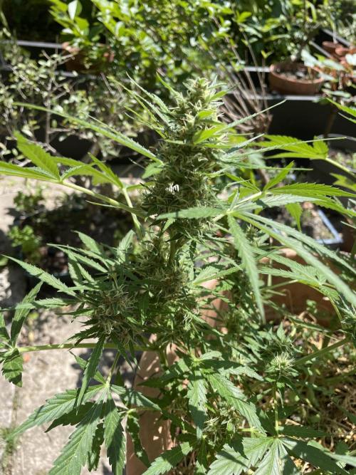 Hindu Kush Auto outdoor. Week 10