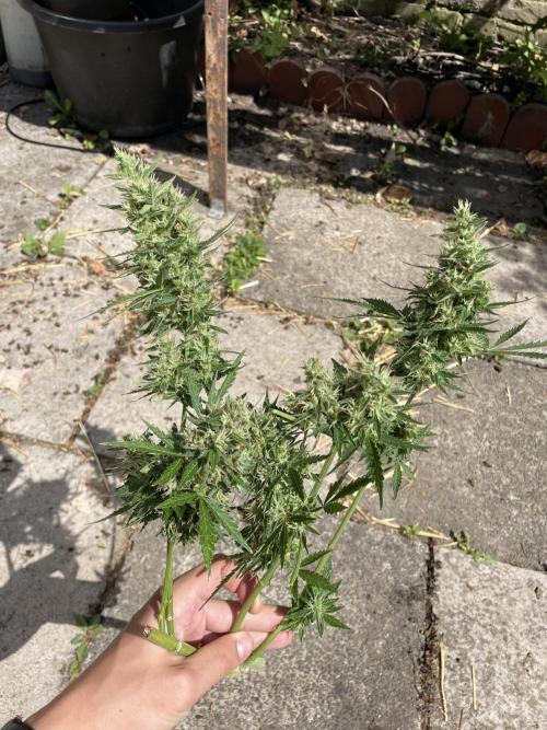 Hindu Kush Auto outdoor. Week 11