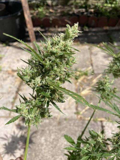 Hindu Kush Auto outdoor. Week 11