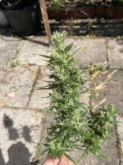 Hindu Kush Auto outdoor. Week 11