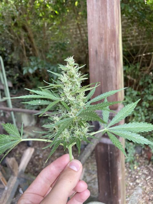 Hindu Kush Auto outdoor. Week 11