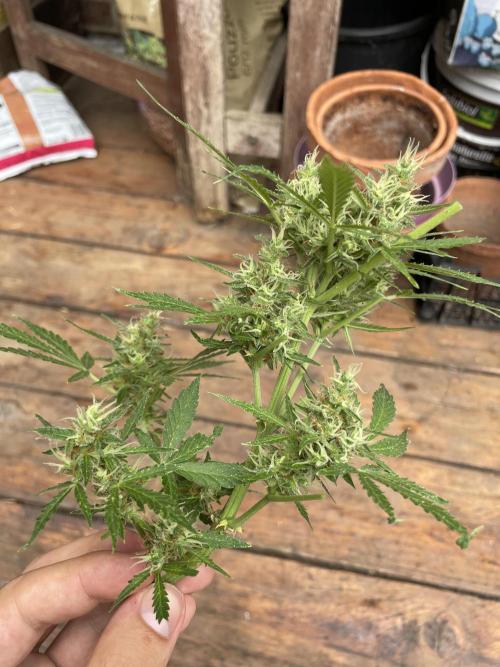 Hindu Kush Auto outdoor. Week 11