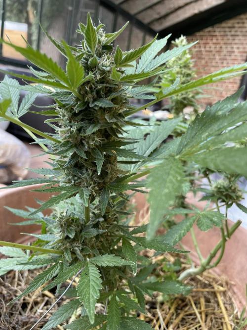 Hindu Kush Auto outdoor. Week 11