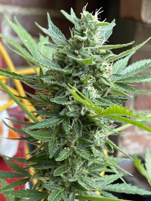 Hindu Kush Auto outdoor. Week 11