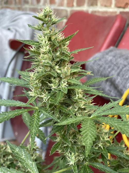 Hindu Kush Auto outdoor. Week 11