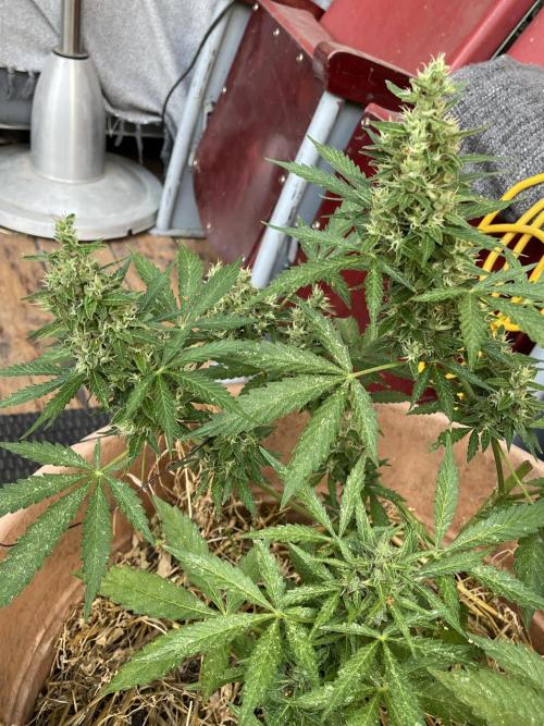 Hindu Kush Auto outdoor. Week 11