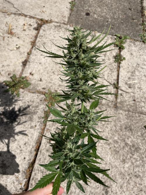 Hindu Kush Auto outdoor. Week 11