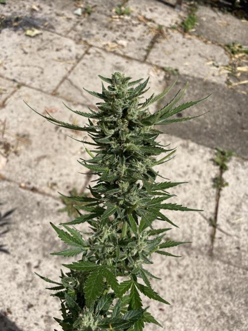 Hindu Kush Auto outdoor. Week 11