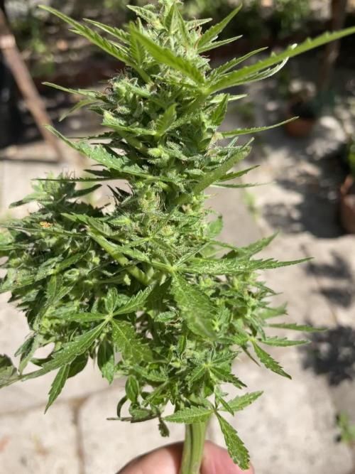 Hindu Kush Auto outdoor