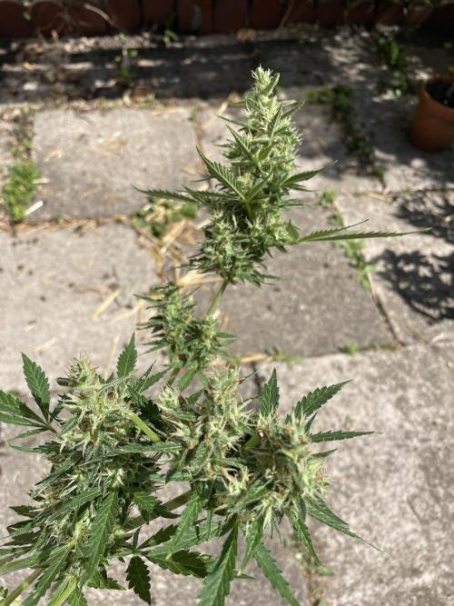 Hindu Kush Auto outdoor. Week 11