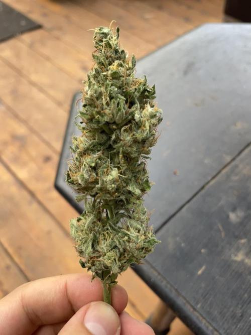 Hindu Kush Auto outdoor