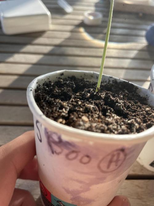 Korean Natural Farming (KNF) First Try. Week 0 - Super Boof