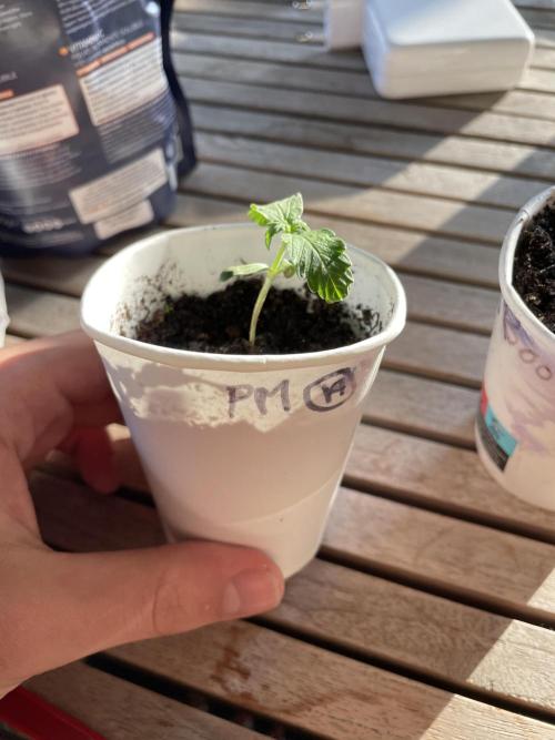 Korean Natural Farming (KNF) First Try. Week 0 - permanent Marker