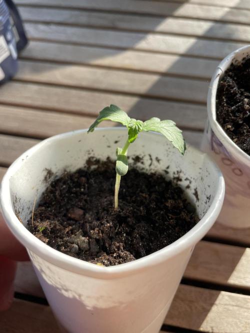 Korean Natural Farming (KNF) First Try. Week 0 - Strawberry Banana