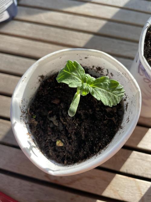Korean Natural Farming (KNF) First Try. Week 0 - Strawberry Banana 