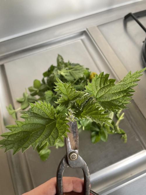 Korean Natural Farming (KNF) First Try. Week 2 - Nettles