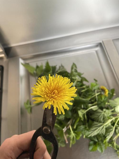 Korean Natural Farming (KNF) First Try. Week 2 - Dandelion