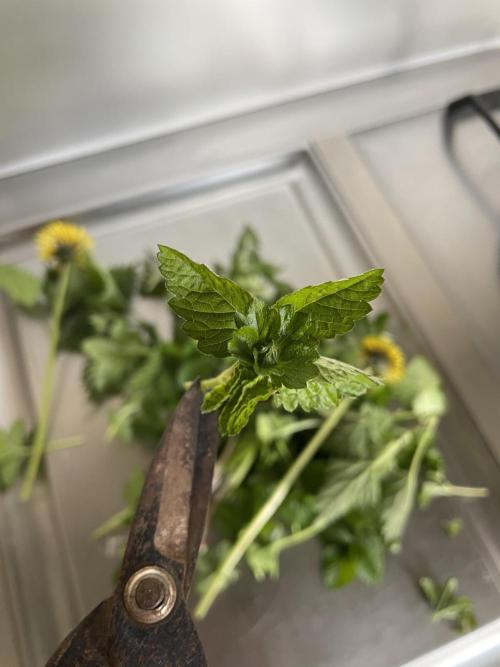 Korean Natural Farming (KNF) First Try. Week 2 - Freshly harvested Nettles and Dandelions